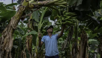 Justicia francesa rechaza demanda de exbananeros nicaragüenses víctimas de pesticidas