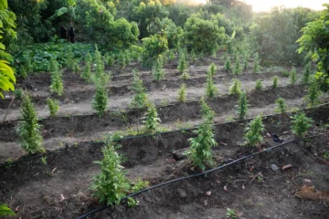 DNCD desmantela plantación de marihuana en Peravia