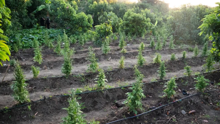 DNCD desmantela plantación de marihuana en Peravia DNCD desmantela plantación de marihuana en Peravia