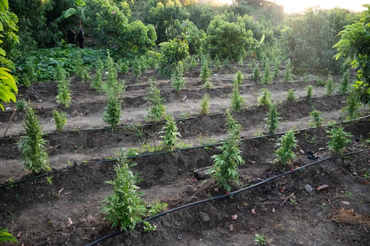DNCD desmantela plantación de marihuana en Peravia