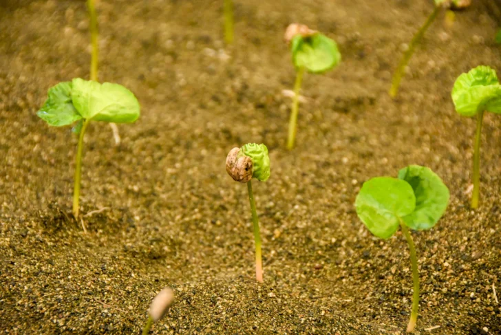  La plántula permanece en semillero o germinador varias semanas, luego se trasplanta a bolsas o vivero para seguir su desarrollo. Foto: © Osmil Crooke ACENTO Fecha: 6 febrero, 2026, Rancho Arriba, San José de Ocoa, República Dominicana