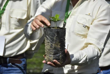 Cómo nace una planta de café: el proceso técnico que define la calidad del grano