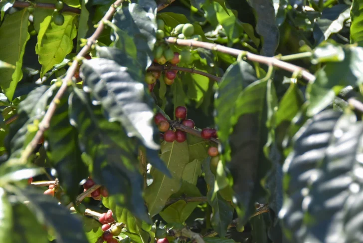 Sector cafetalero apuesta por tecnología y nuevas variedades para reducir importaciones