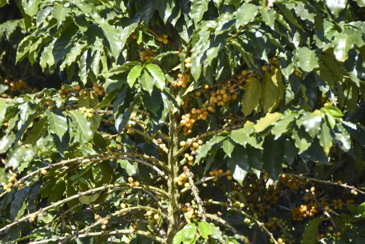  La caficultura es parte histórica de la economía y cultura del país, con potencial para producir café de alta calidad con impacto social, económico y ambiental Foto: © Osmil Crooke ACENTO Fecha: 6 febrero del 2026, Rancho Arriba, San José de Ocoa, República Dominicana