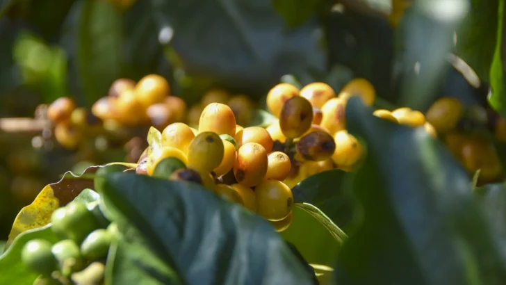 Juventud impulsa el renacer del café dominicano en mercados de mayor valor Juventud impulsa el renacer del café dominicano en mercados de mayor valor