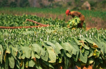 Tabaco: el cultivo que RD no puede abandonar aunque quiera Tabaco: el cultivo que RD no puede abandonar aunque quiera
