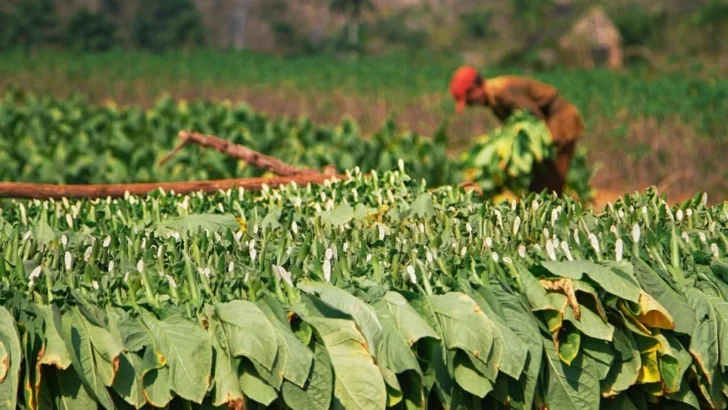 Tabaco: el cultivo que RD no puede abandonar aunque quiera