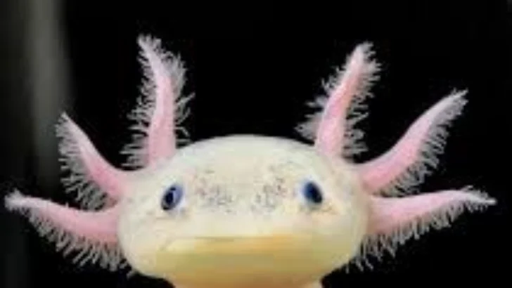 La frontera entre humano y animal en “axolotl” de Julio Cortázar (1) La frontera entre humano y animal en “axolotl” de Julio Cortázar (1)