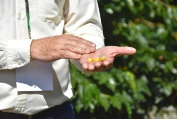 El renacer del café dominicano: entre la roya y la esperanza