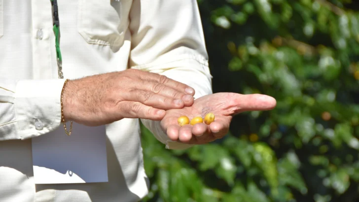 El renacer del café dominicano: entre la roya y la esperanza