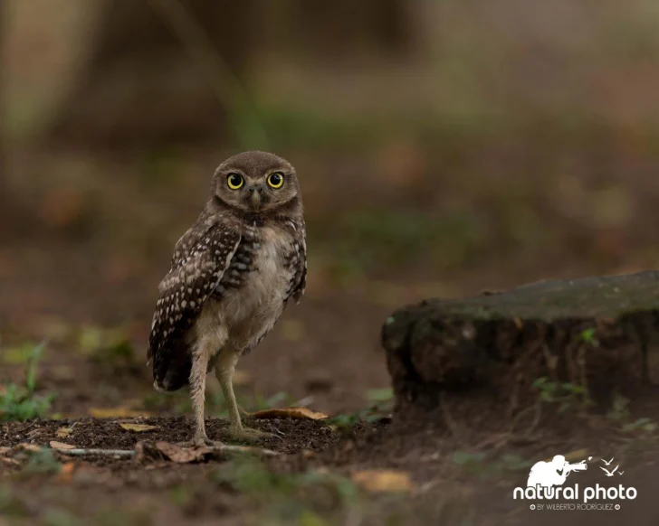 Investigadores PUCMM presentan estudio sobre anidamientos del ave Cucú en su campus de Santiago