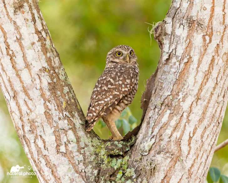 Investigadores PUCMM presentan estudio sobre anidamientos del ave Cucú en su campus de Santiago