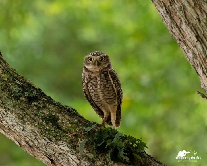 Investigadores PUCMM presentan estudio sobre anidamientos del ave Cucú en su campus de Santiago