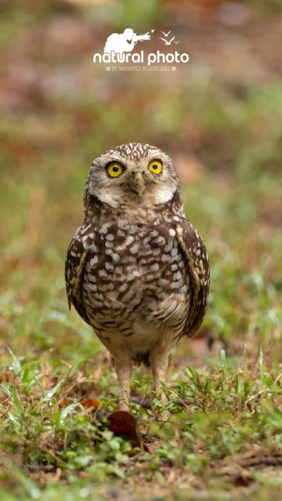 Investigadores PUCMM presentan estudio sobre anidamientos del ave Cucú en su campus de Santiago