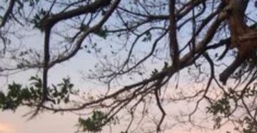 Poesía, filosofía y sueños