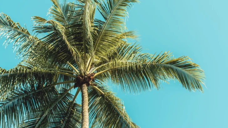 Pablo Mella: El derribo de la Palma de la Libertad y la construcción de la historia oficial