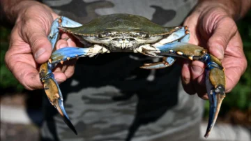 El cangrejo azul, el manjar que Venezuela tuvo que dejar de exportar a EE.UU.: 