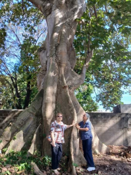 Denuncian «crimen ecológico» intento de tala de árbol centenario en Gascue Denuncian «crimen ecológico» intento de tala de árbol centenario en Gascue