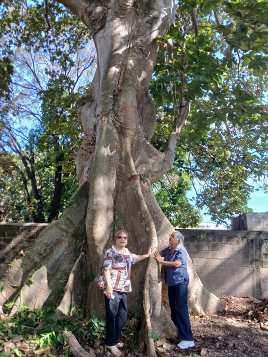 Denuncian «crimen ecológico» intento de tala de árbol centenario en Gascue