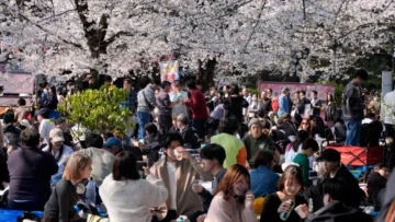 Japón: el costo de los tradicionales picnics bajo los cerezos en flor se dispara con la inflación