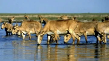 Alerta de la ONU: Las especies migratorias siguen en declive y ponen en riesgo el equilibrio del planeta