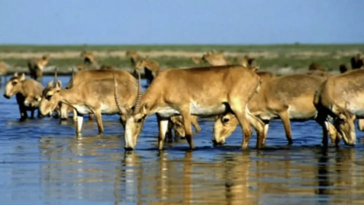 Alerta de la ONU: Las especies migratorias siguen en declive y ponen en riesgo el equilibrio del planeta