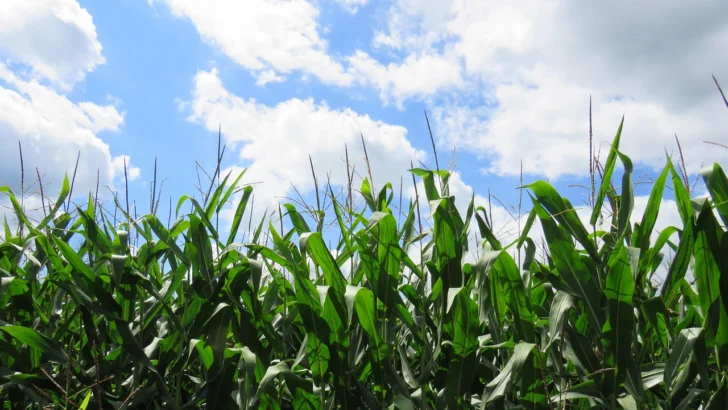 Granjas de EE. UU. enfrentan escasez de mano de obra y dependen cada vez más de trabajadores migrantes, reporta The New York Times