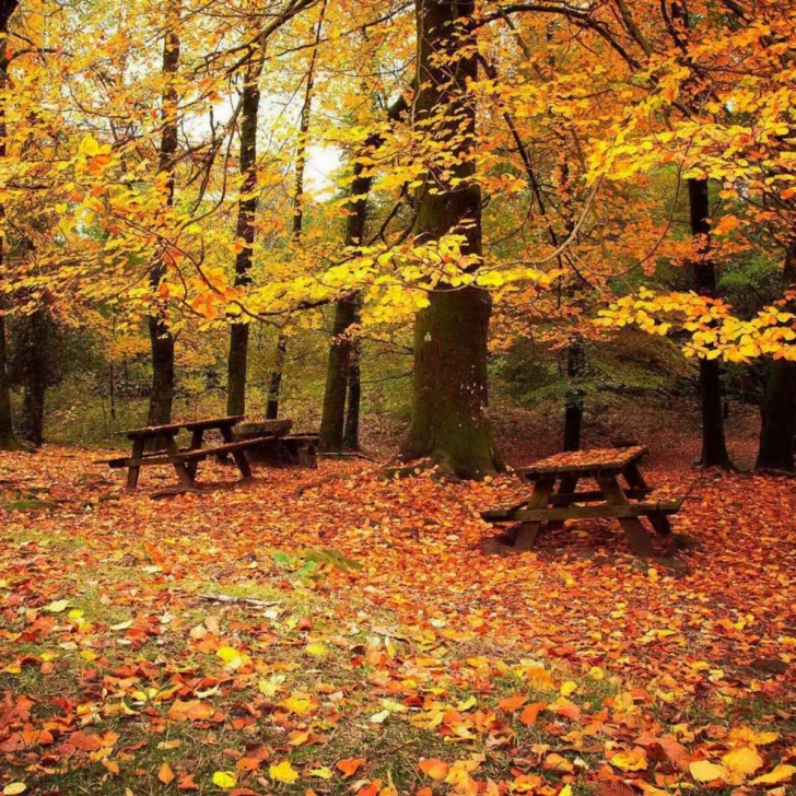 Hojas de maple Hojas de maple