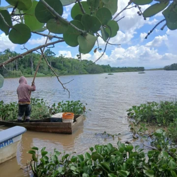 De especie invasora a oportunidad: elaboran harina de pez diablo para fortalecer la sostenibilidad en la Laguna Saladilla