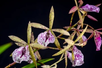 Inauguran exposición Cascada de Orquídeas en el Jardín Botánico Nacional