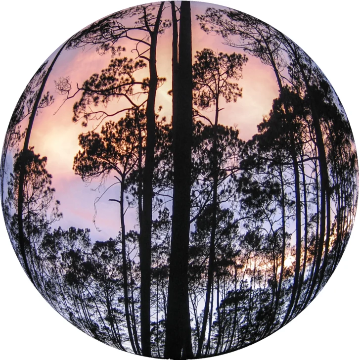 El susurro del bosque: el Pico Duarte