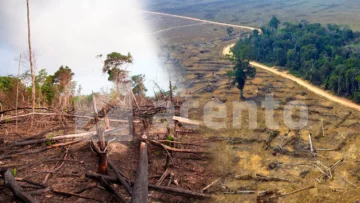 ¿Qué tanto sabes sobre la deforestación y sus efectos negativos? ¿Qué tanto sabes sobre la deforestación y sus efectos negativos?