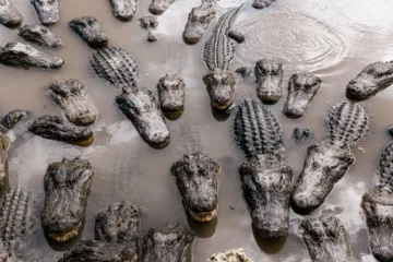 Frente a frente con caimanes