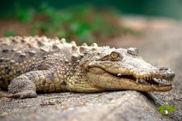 Prosigue búsqueda de cocodrilo en Puerto Plata tras cinco días de fugado de Sabana de Yásica Prosigue búsqueda de cocodrilo en Puerto Plata tras cinco días de fugado de Sabana de Yásica