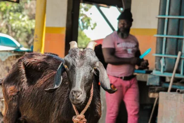 Escasez de chivo dispara los precios hasta un 40% tras temporada de diciembre en Haina