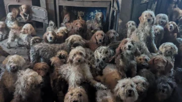 Los 250 perros hacinados en una pequeña casa de Inglaterra y su Los 250 perros hacinados en una pequeña casa de Inglaterra y su