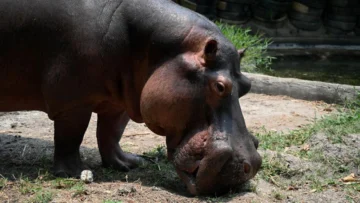 El multimillonario indio que se ofrece a salvar a los 80 hipopótamos de Pablo Escobar condenados a la eutanasia en Colombia