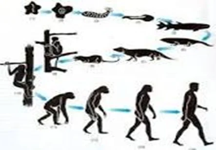 Caracterizacion-de-la-evolucion-de-la-especie-humana-