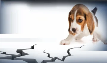 La ciencia confirma capacidad canina para detectar señales sísmicas