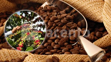 Productores piden mayor inversión en la producción de café en el país Productores piden mayor inversión en la producción de café en el país