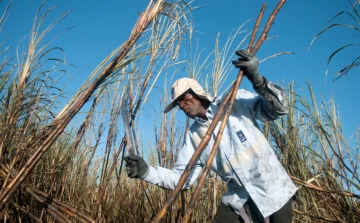 Oda al arribo, génesis del pueblo cocolo en tierra dominicana Oda al arribo, génesis del pueblo cocolo en tierra dominicana