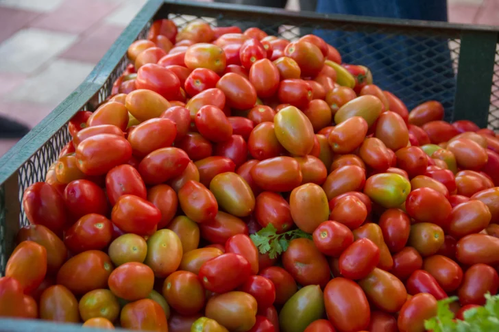Tomate en República Dominicana: alta producción enfrenta riesgo por falta de mano de obra