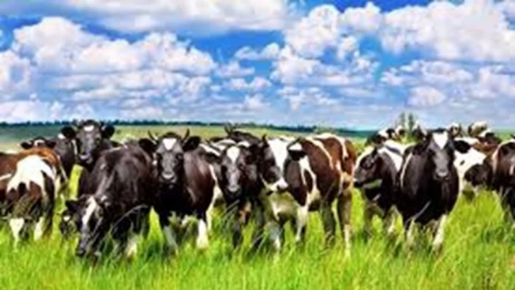 De la metáfora de la finca y otros objetos