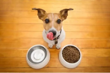 CMI impulsa su expansión en nutrición para mascotas con alianza junto a Grupo Bios