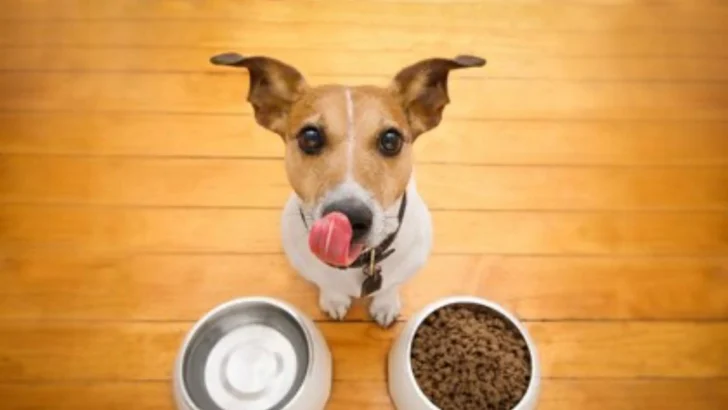 CMI impulsa su expansión en nutrición para mascotas con alianza junto a Grupo Bios