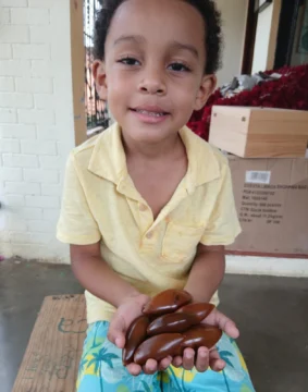 De las semillas, las cucarachas y otros objetos