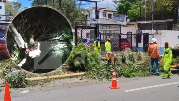 Edesur realiza operativo de poda y retiro de árboles en el Distrito Nacional tras lluvias Edesur realiza operativo de poda y retiro de árboles en el Distrito Nacional tras lluvias