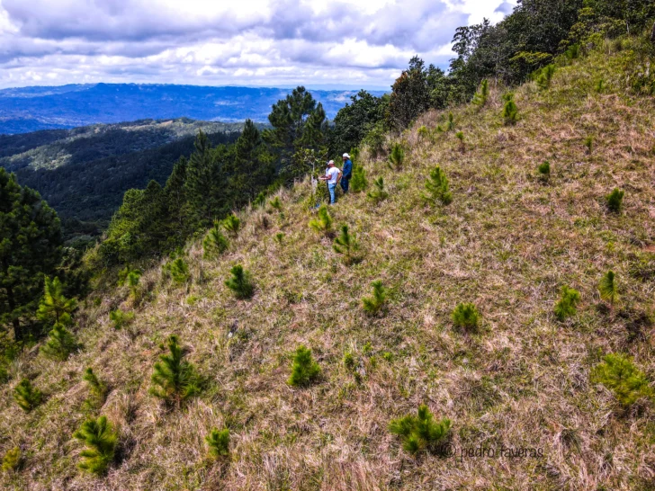 Tecnicos-del-Ministerio-de-Medio-Ambiente-hacen-mediciones-del-crecimiento-y-mortalidad-de-pinos-plantados-en-2024.-La-Sabina-SFM.-Cuenca-rio-Boba-728x546 Tecnicos-del-Ministerio-de-Medio-Ambiente-hacen-mediciones-del-crecimiento-y-mortalidad-de-pinos-plantados-en-2024.-La-Sabina-SFM.-Cuenca-rio-Boba-728x546