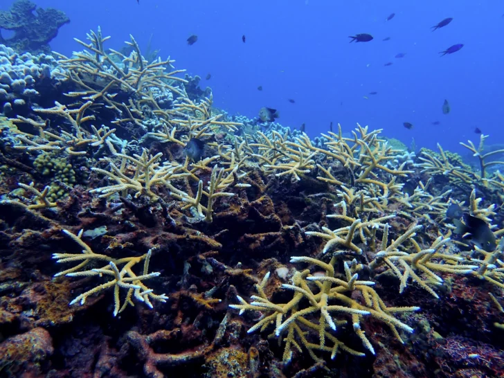 Arrecifes como activo económico: impulsan un “hotel todo incluido” simbólico para restaurar corales