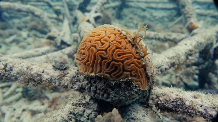 Arrecifes como activo económico: impulsan un “hotel todo incluido” simbólico para restaurar corales